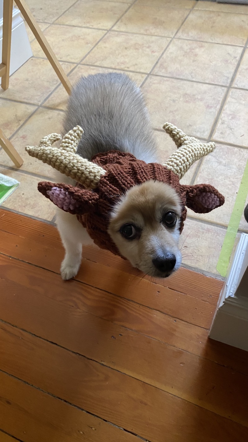 small dog with a hat